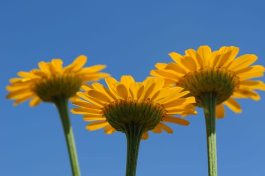 Dyer's Chamomile-Anthemis tinctoria