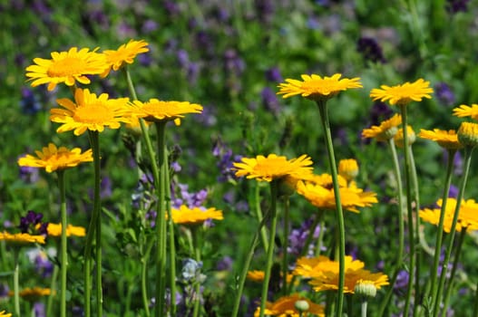 Dyer's Chamomile-Anthemis tinctoria