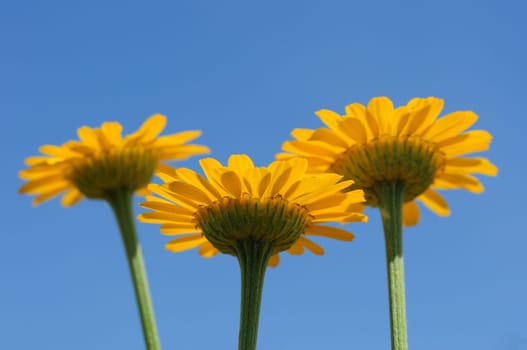 Dyer's Chamomile-Anthemis tinctoria