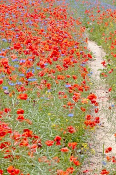 Blossom meadow with walking path