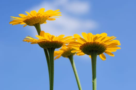 Dyer's Chamomile-Anthemis tinctoria