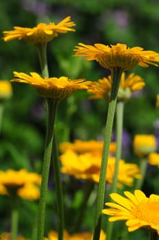 Dyer's Chamomile-Anthemis tinctoria