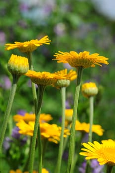 Dyer's Chamomile-Anthemis tinctoria