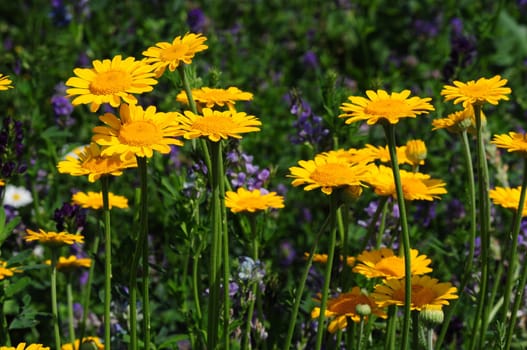 Dyer's Chamomile-Anthemis tinctoria