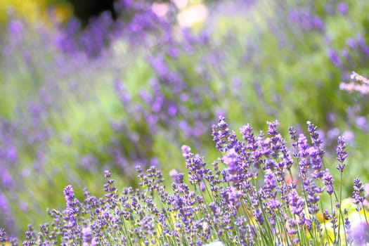 Lavender