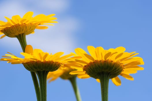 Dyer's Chamomile-Anthemis tinctoria
