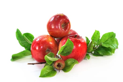 Apples and leaves against white background
