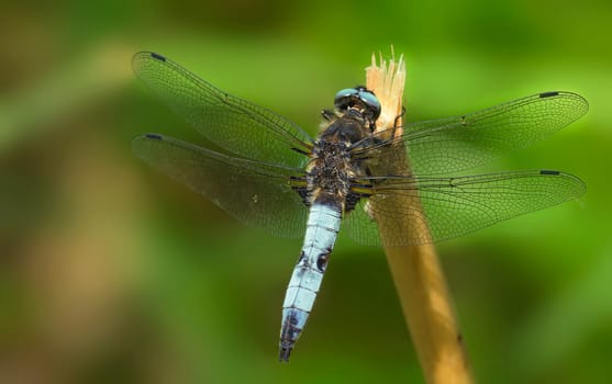 Blaupfeil Orthetrum Cancellatum