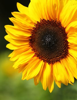 In the sunlight