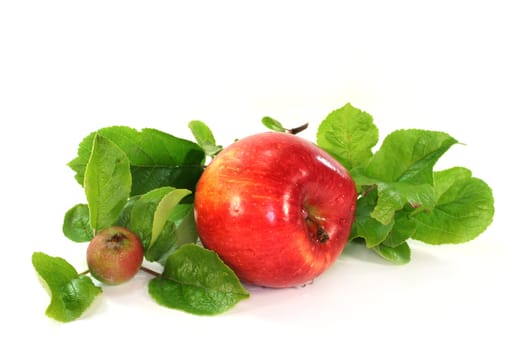 Apples and leaves against white background