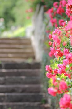 Rose Rising