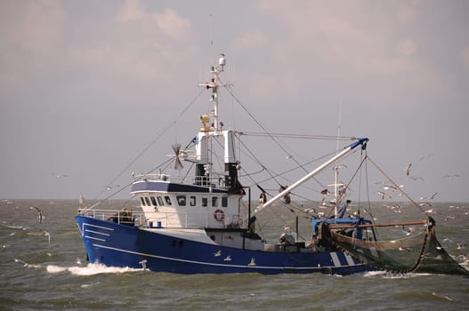 Crab cutter