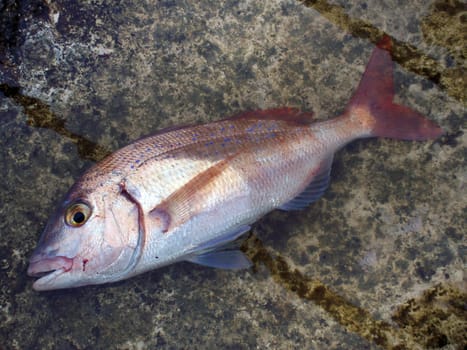 pink sea bream on rock background