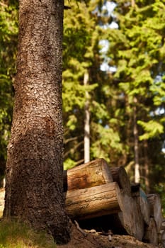 Stack of wood in the forest