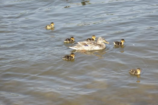 A mother with her little children on the Rhine