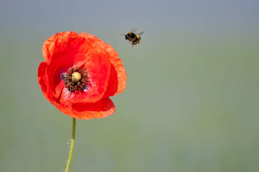 Poppy seed solitaire with bumblebee