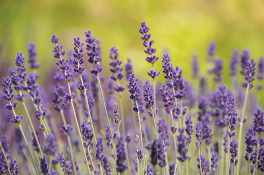 Lavender