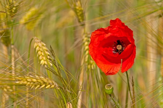 Monhnsolitaire in Cornfield II