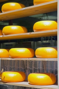 Cheese rack in refining in Gouda