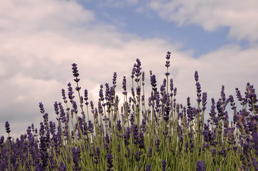 Lavender