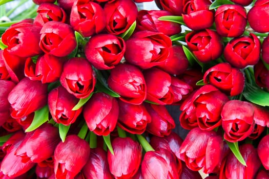 tulip in basket in flower shop