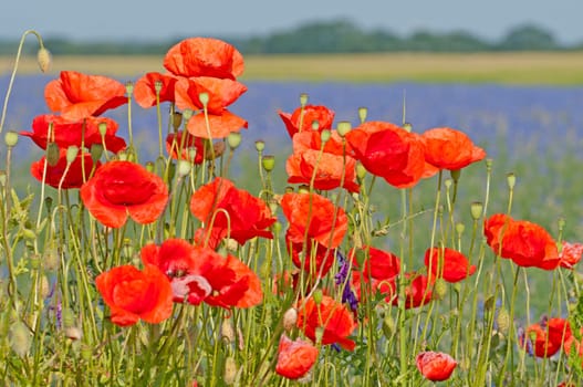 Blossom meadow in Mecklenburg/Western Pomerania