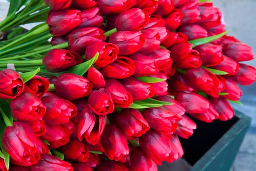 tulip in basket in flower shop