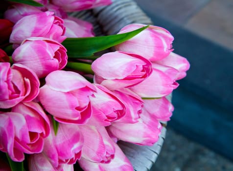 tulip in basket in flower shop