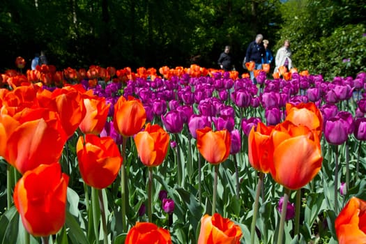Colorful Tulips in Keukenhof Garden