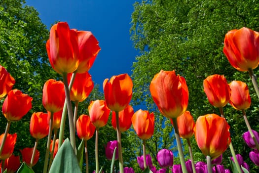 Colorful Tulips in Keukenhof Garden