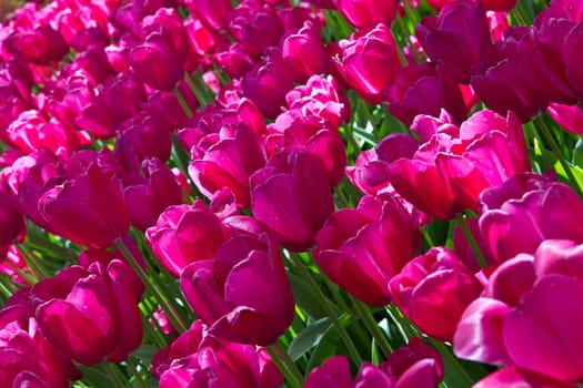Beautiful spring tulip in holland park