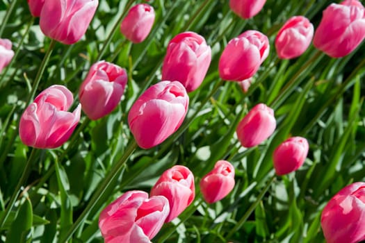 Colorful Tulips in Keukenhof Garden