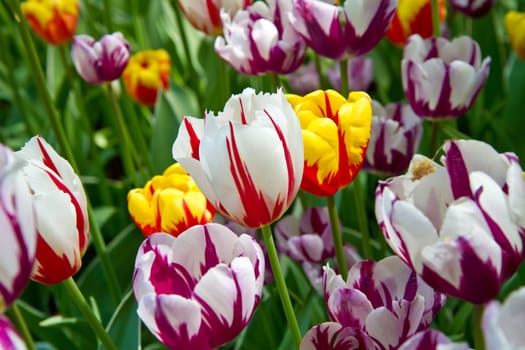Colorful Tulips in Keukenhof Garden