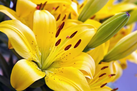 Bouquet of fresh colored lilies