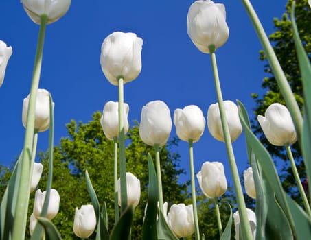 a group of colored tulip in holland