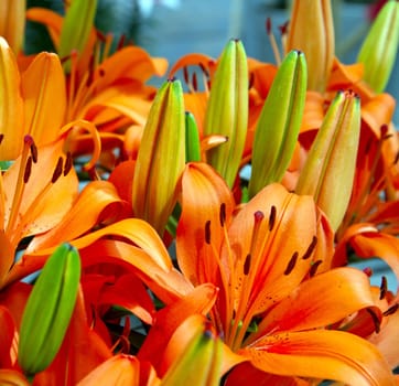 Bouquet of fresh colored lilies
