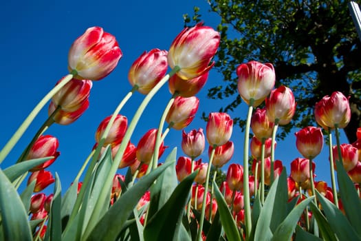 a group of colored tulip in holland