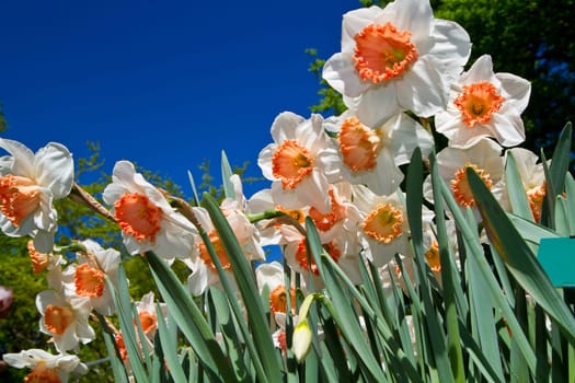 a group of colored tulip in holland