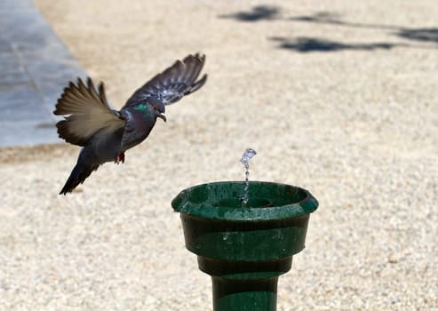 pigeon in amsterdam near the water