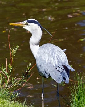 great blue heron, ardea herodias