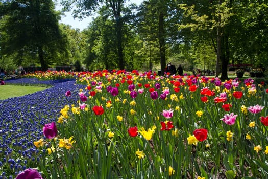 Colorful Tulips in Keukenhof Garden