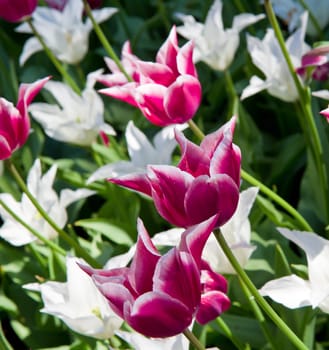 Colorful Tulips in Keukenhof Garden