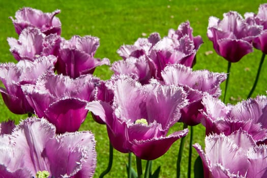 Colorful Tulips in Keukenhof Garden