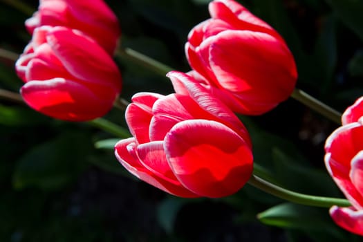 a group of colored tulip in holland