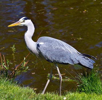 great blue heron, ardea herodias