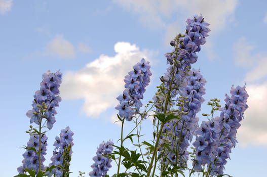 Larkspur