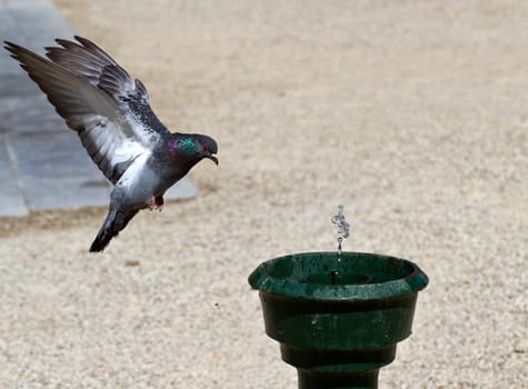 pigeon in amsterdam near the water