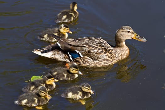 mallard duck and baby ducklings