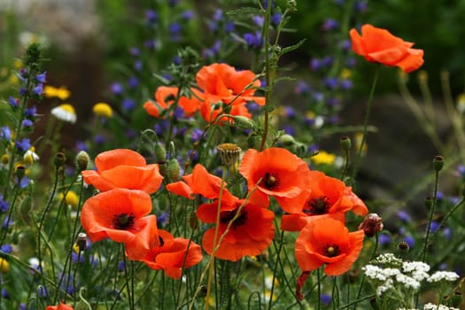 Flower meadow