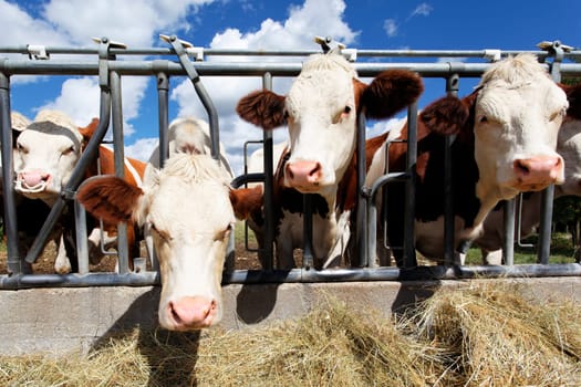 heads of cow in farmland in summer